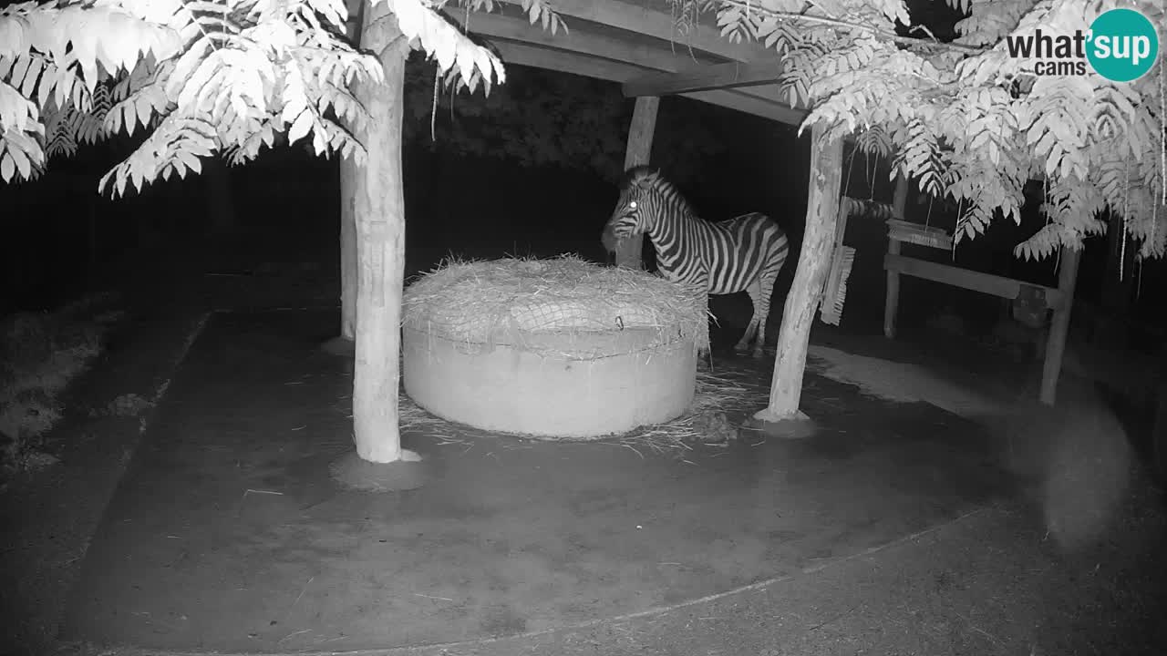 Live webcam Les zèbres in Ljubljana ZOO – Slovénie