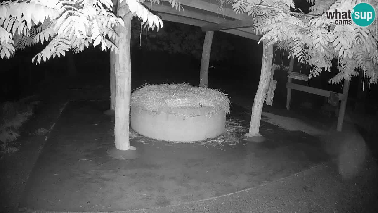 Live webcam Les zèbres in Ljubljana ZOO – Slovénie
