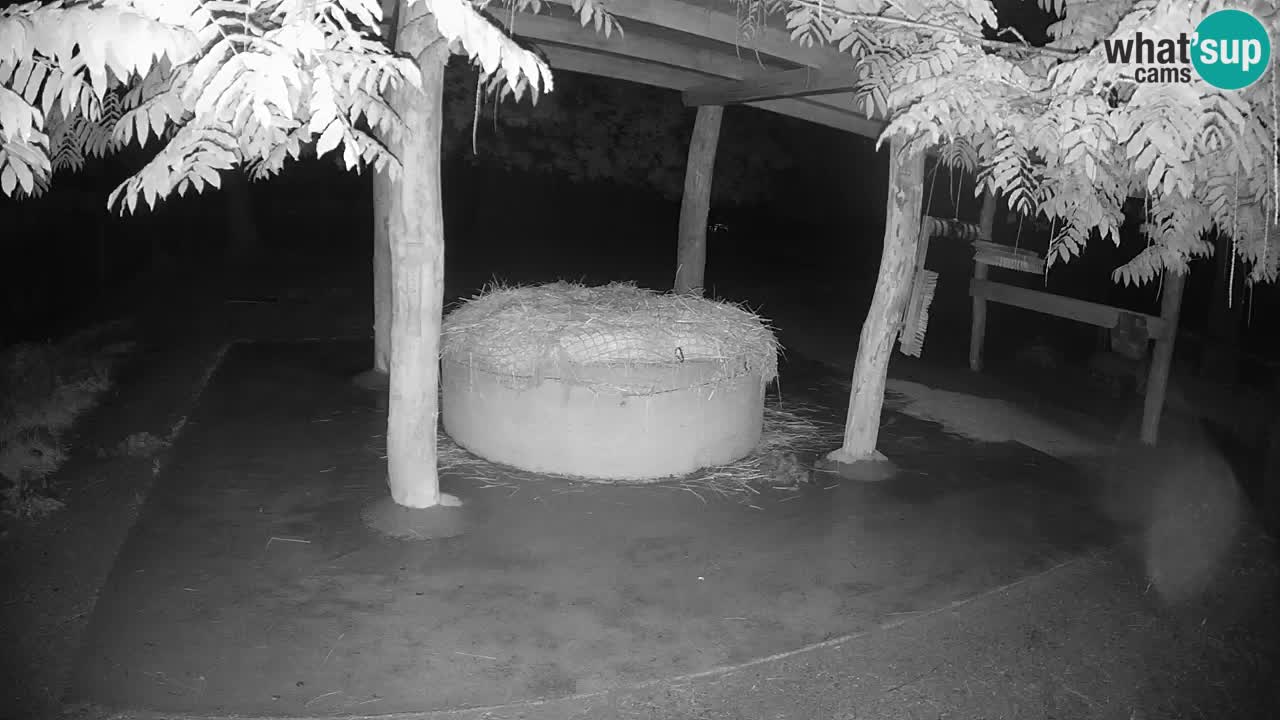 Le Zebre nello ZOO di Ljubljana – Slovenia Live webcam