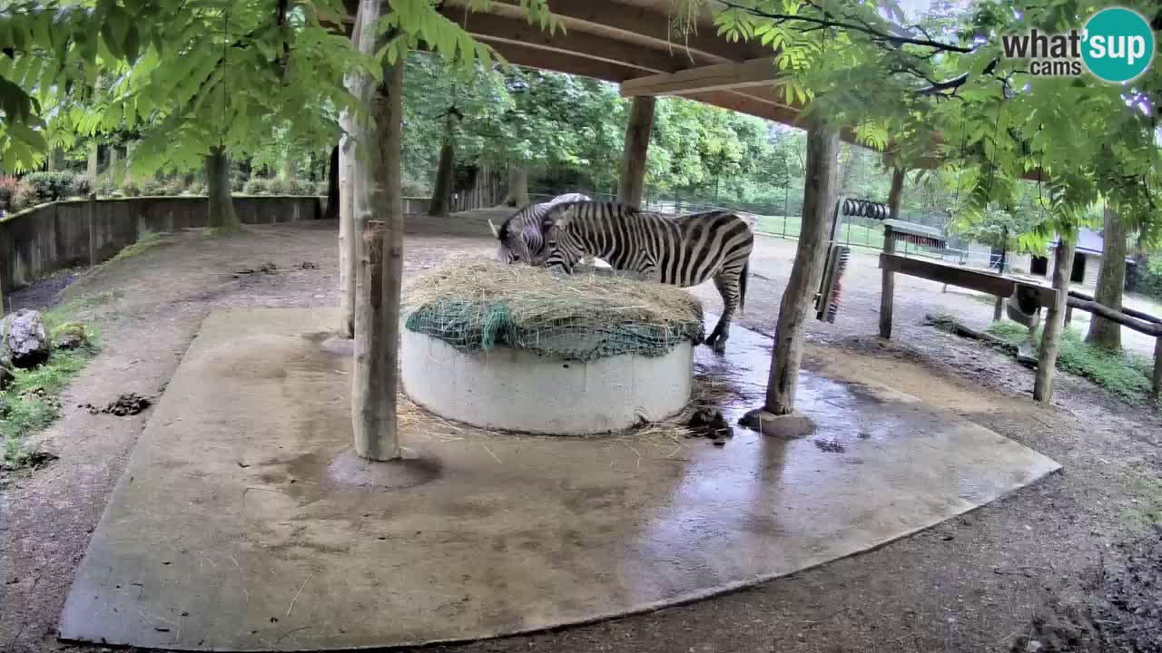 Web kamera uživo Zebras u ZOO Ljubljana – Slovenija