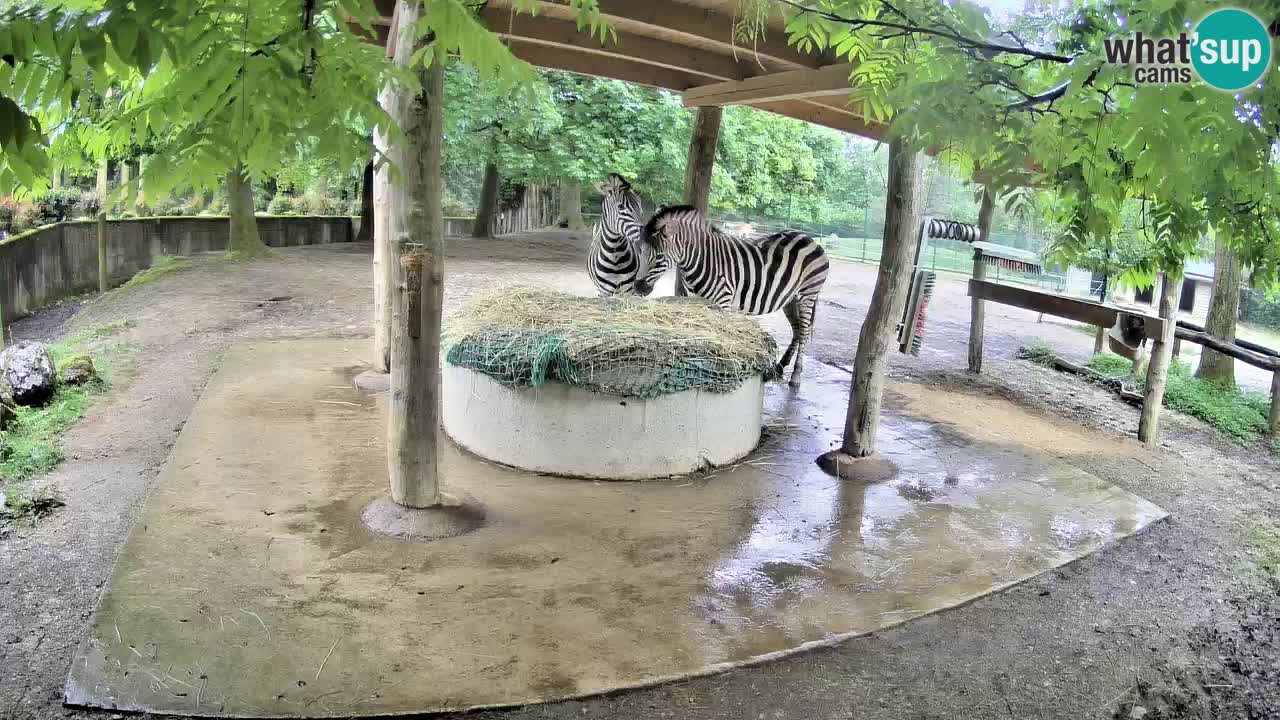 Camera en vivo Cebras in Ljubljana ZOO – Eslovenia