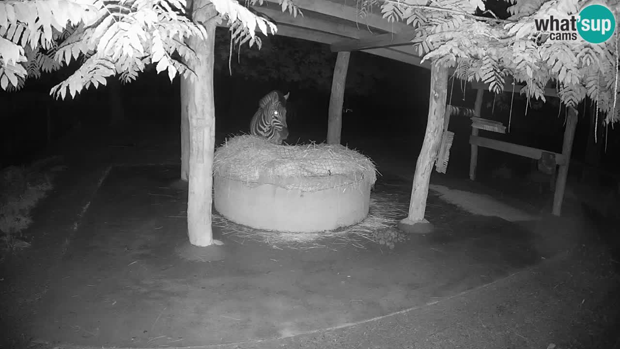 Live webcam Les zèbres in Ljubljana ZOO – Slovénie