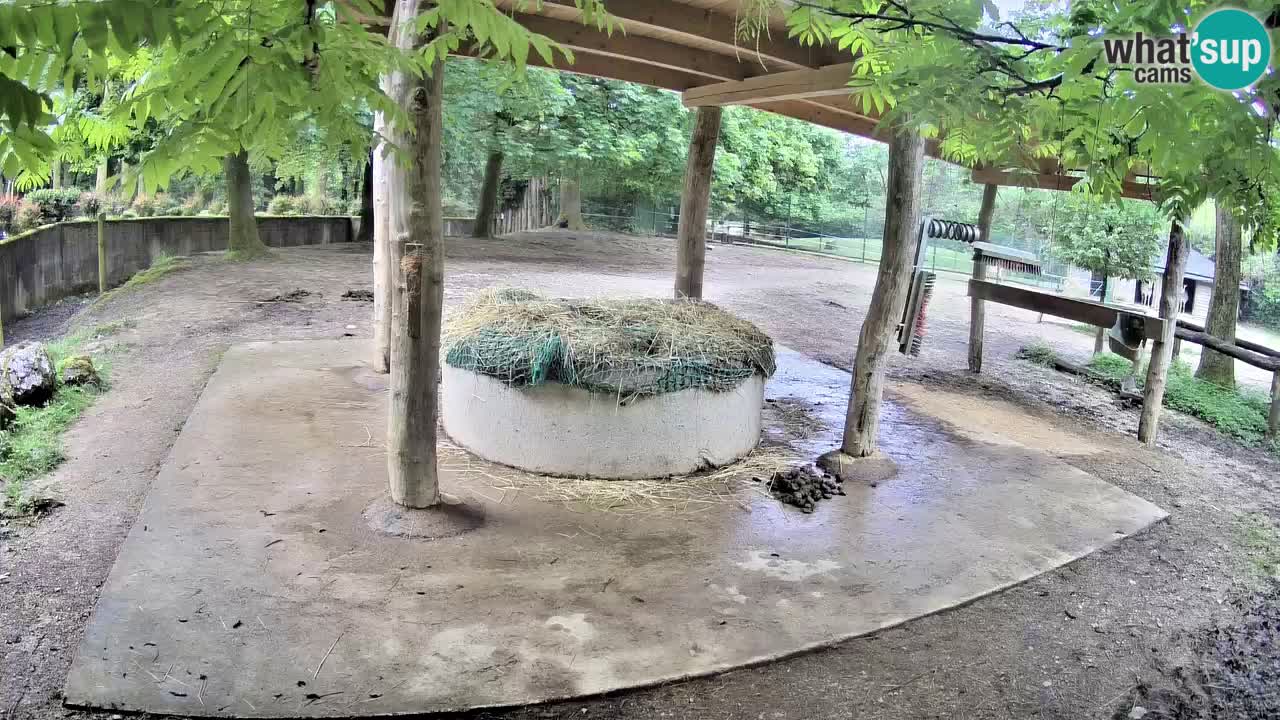 Web kamera uživo Zebras u ZOO Ljubljana – Slovenija