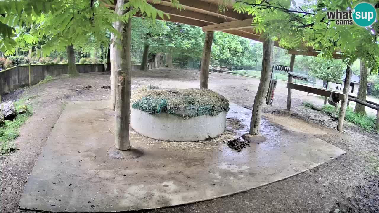 Web kamera uživo Zebras u ZOO Ljubljana – Slovenija