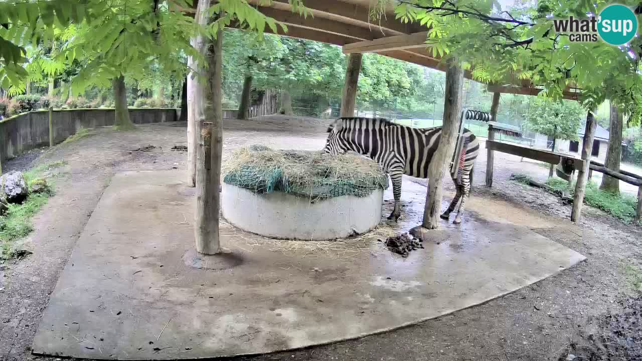 Live Webcam Zebras in Ljubljana ZOO – Slowenien