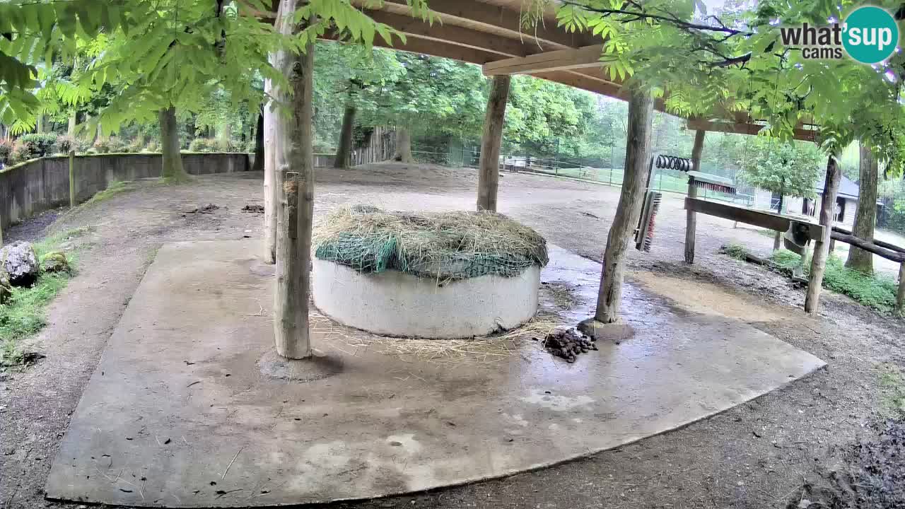 Web kamera uživo Zebras u ZOO Ljubljana – Slovenija