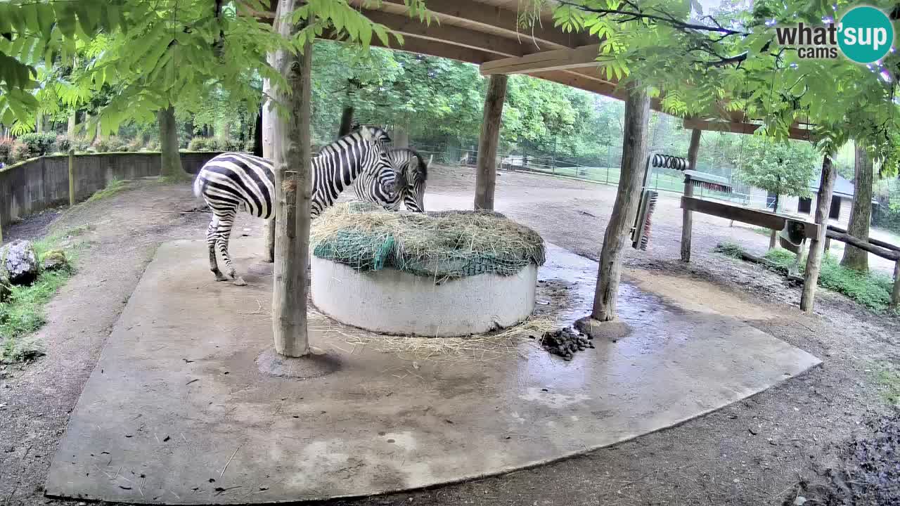 Live webcam Les zèbres in Ljubljana ZOO – Slovénie