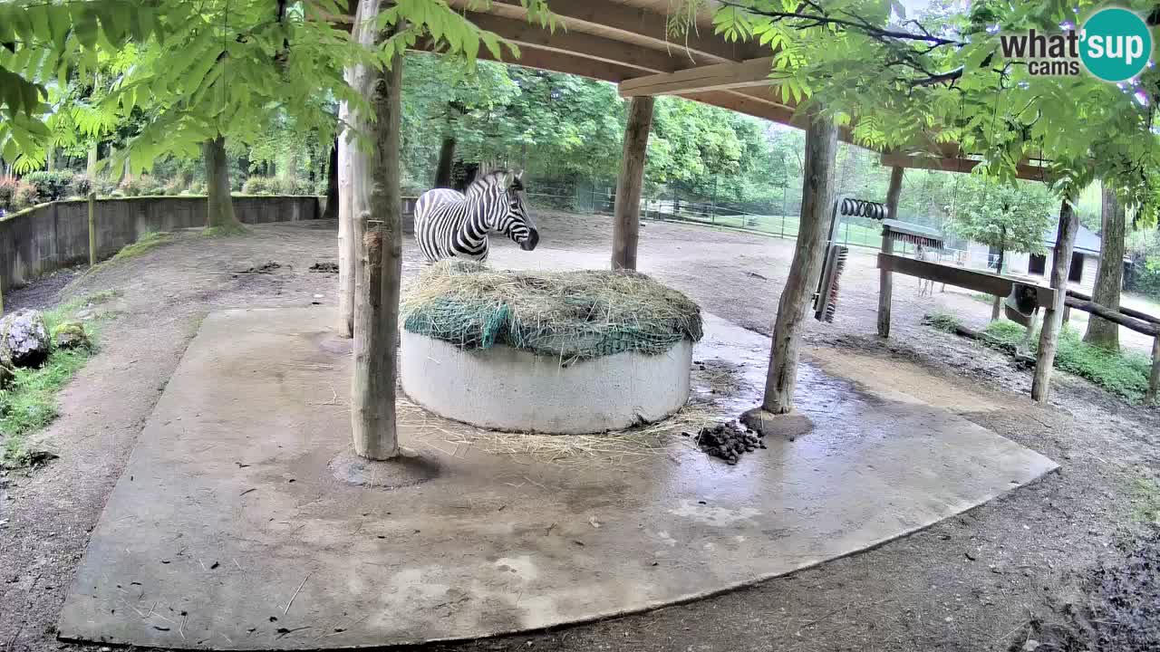 Camera en vivo Cebras in Ljubljana ZOO – Eslovenia