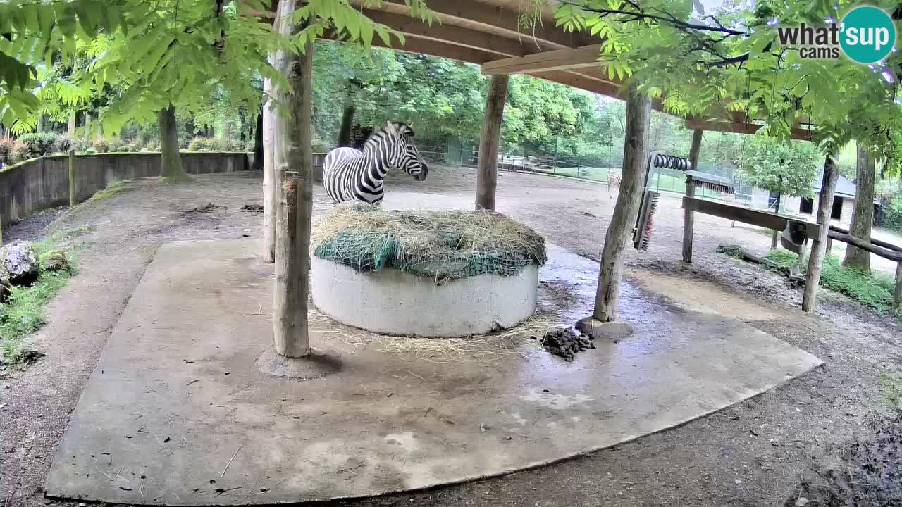 Le Zebre nello ZOO di Ljubljana – Slovenia Live webcam