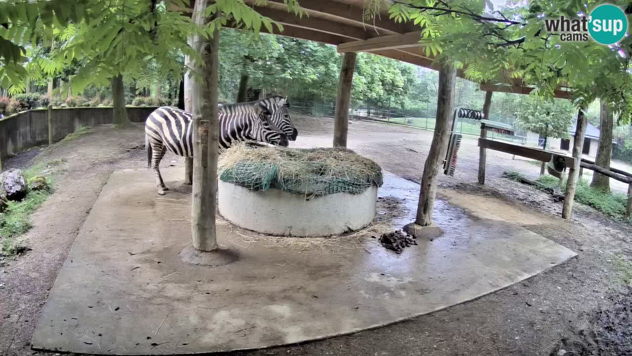 Live webcam Les zèbres in Ljubljana ZOO – Slovénie