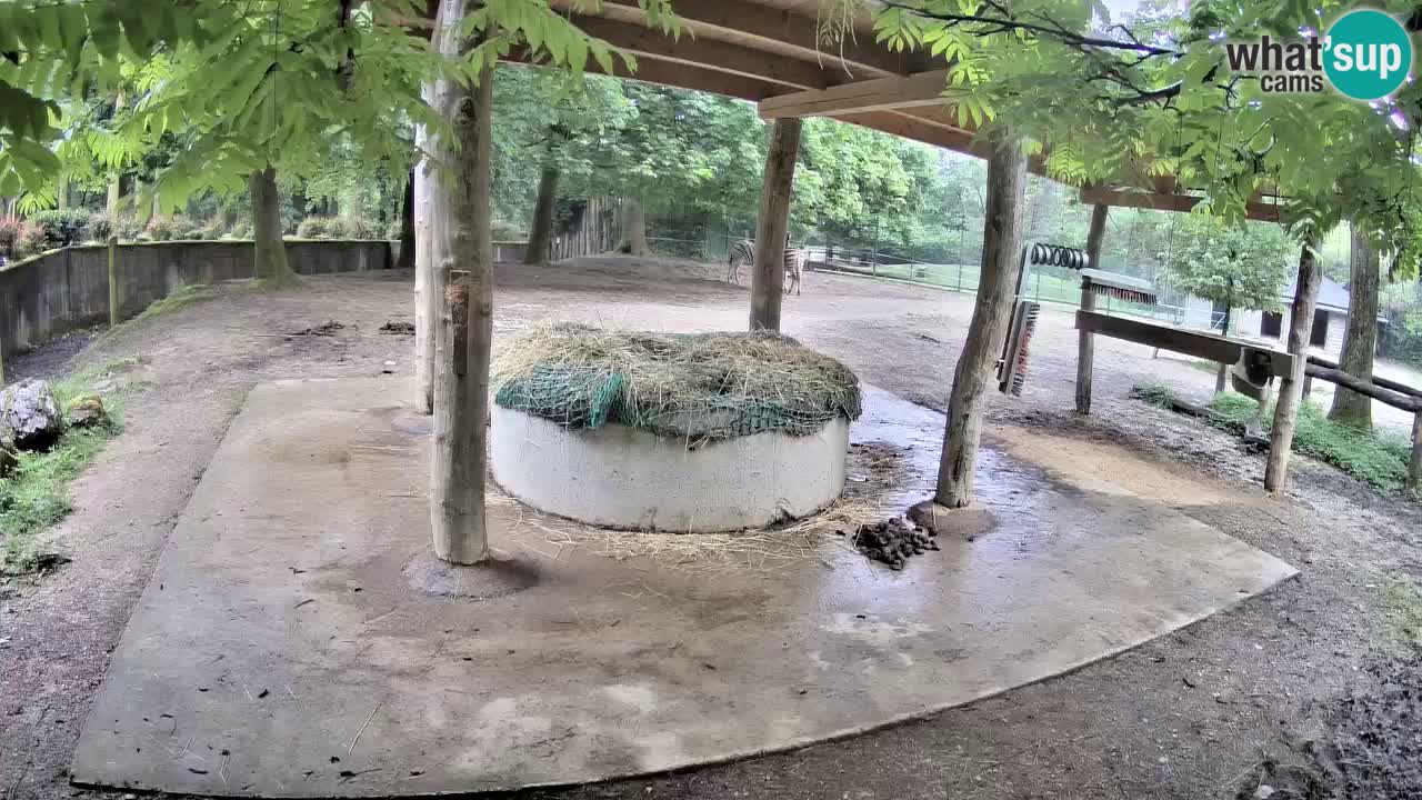 Live webcam Zebras in Ljubljana ZOO – Slovenia