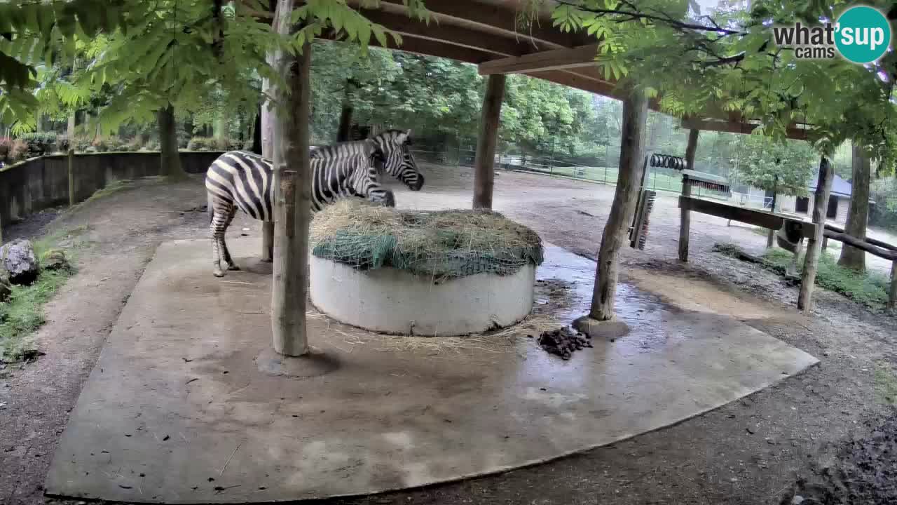Live webcam Les zèbres in Ljubljana ZOO – Slovénie