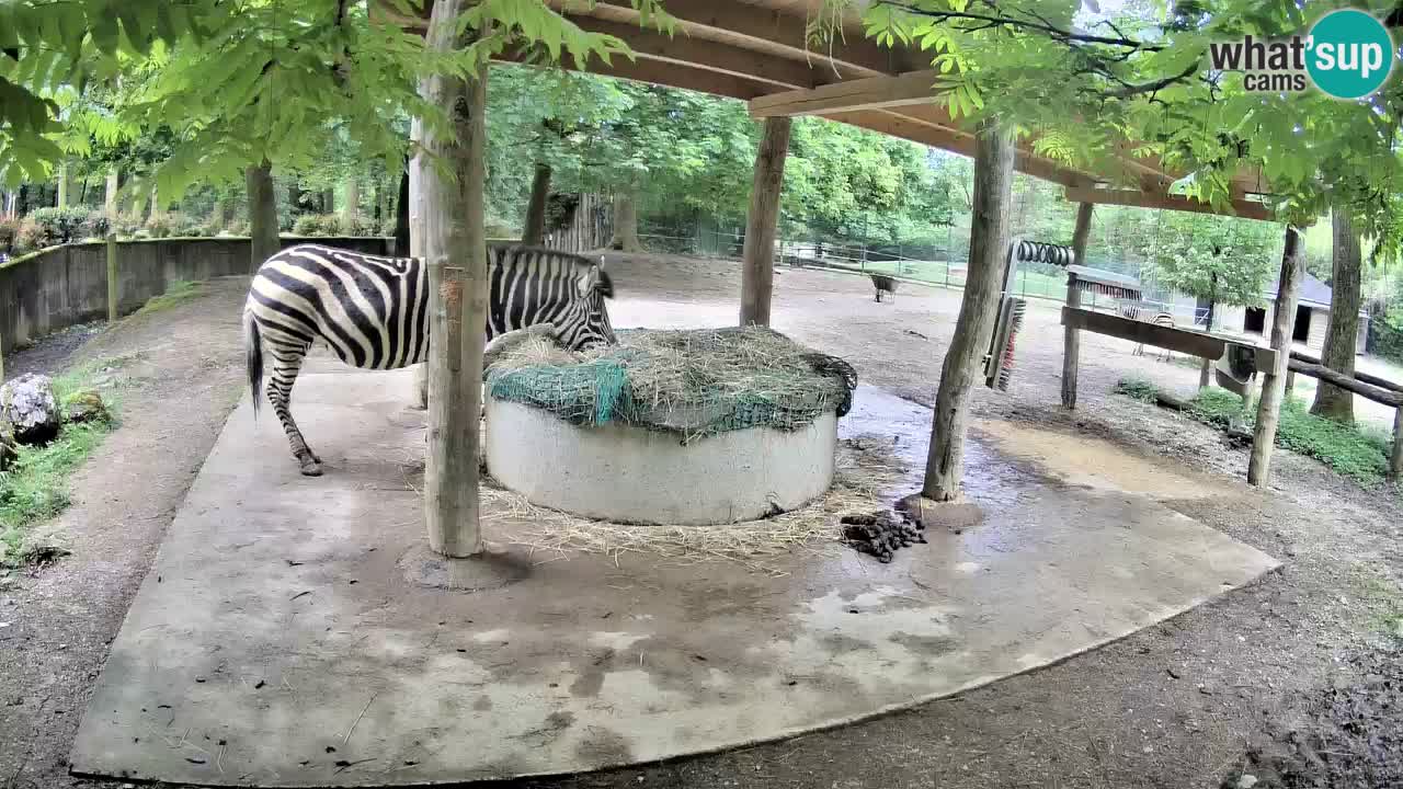 Le Zebre nello ZOO di Ljubljana – Slovenia Live webcam