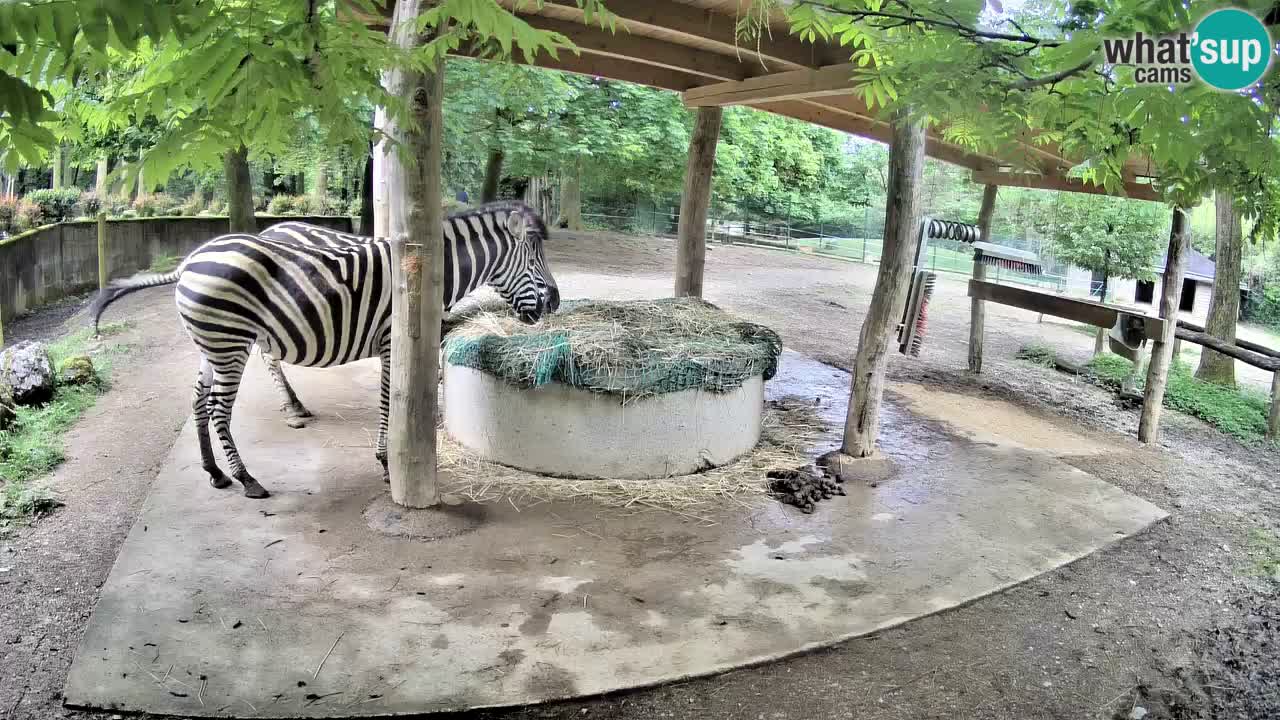 Camera en vivo Cebras in Ljubljana ZOO – Eslovenia