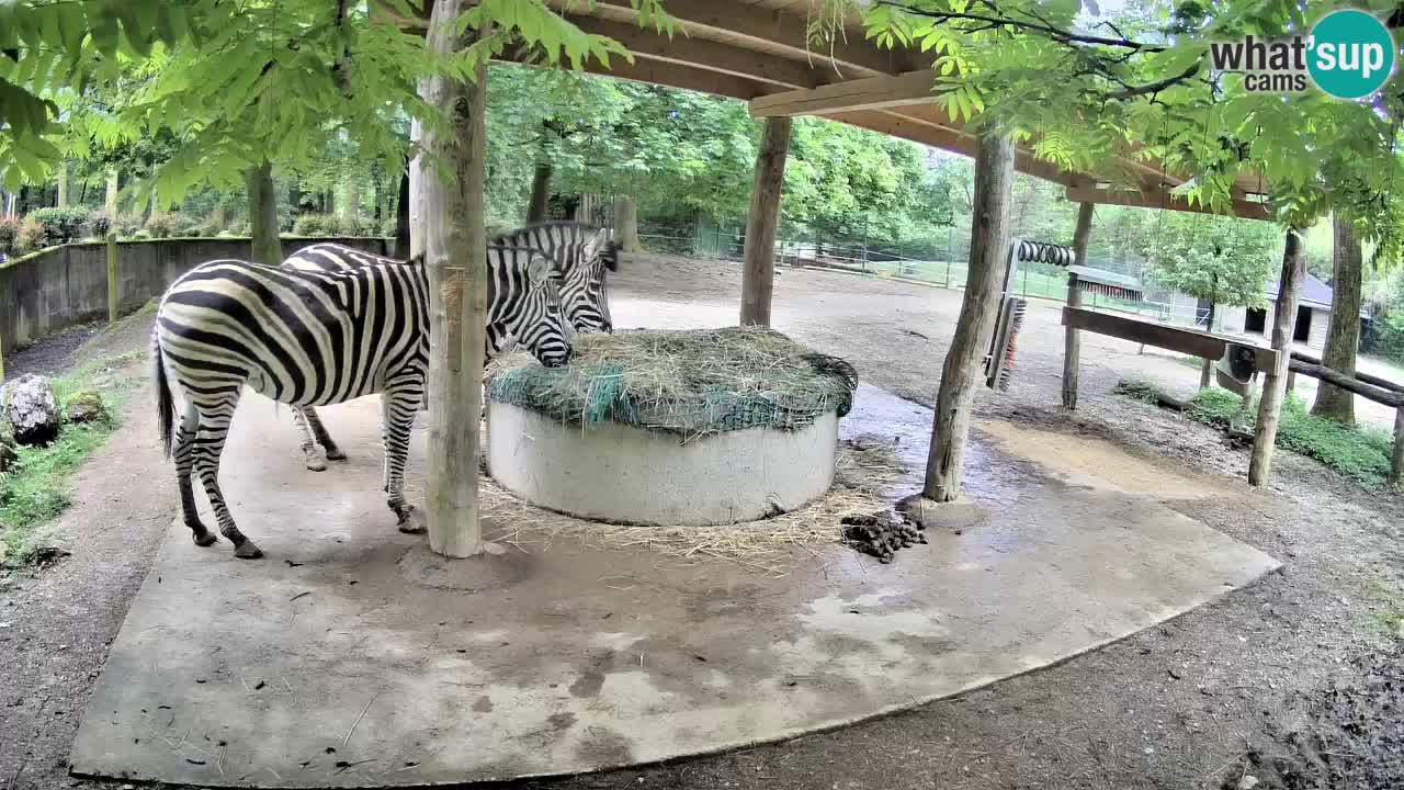 Zebre v živo v živalskem vrtu Ljubljana ZOO spletne kamere