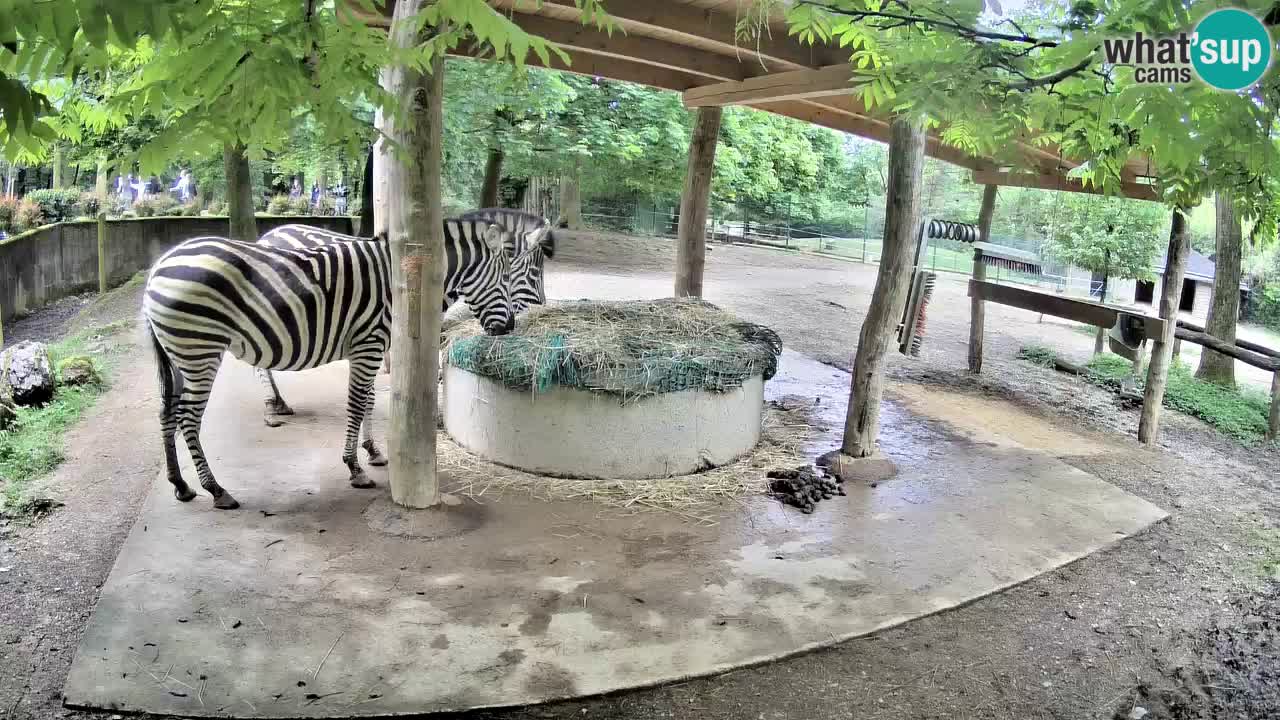 Live webcam Zebras in Ljubljana ZOO – Slovenia