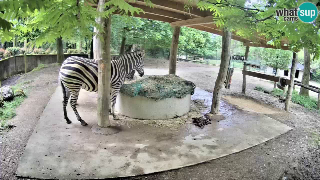 Web kamera uživo Zebras u ZOO Ljubljana – Slovenija