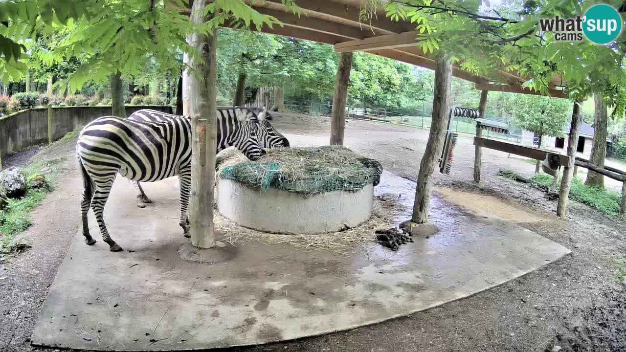 Live webcam Les zèbres in Ljubljana ZOO – Slovénie