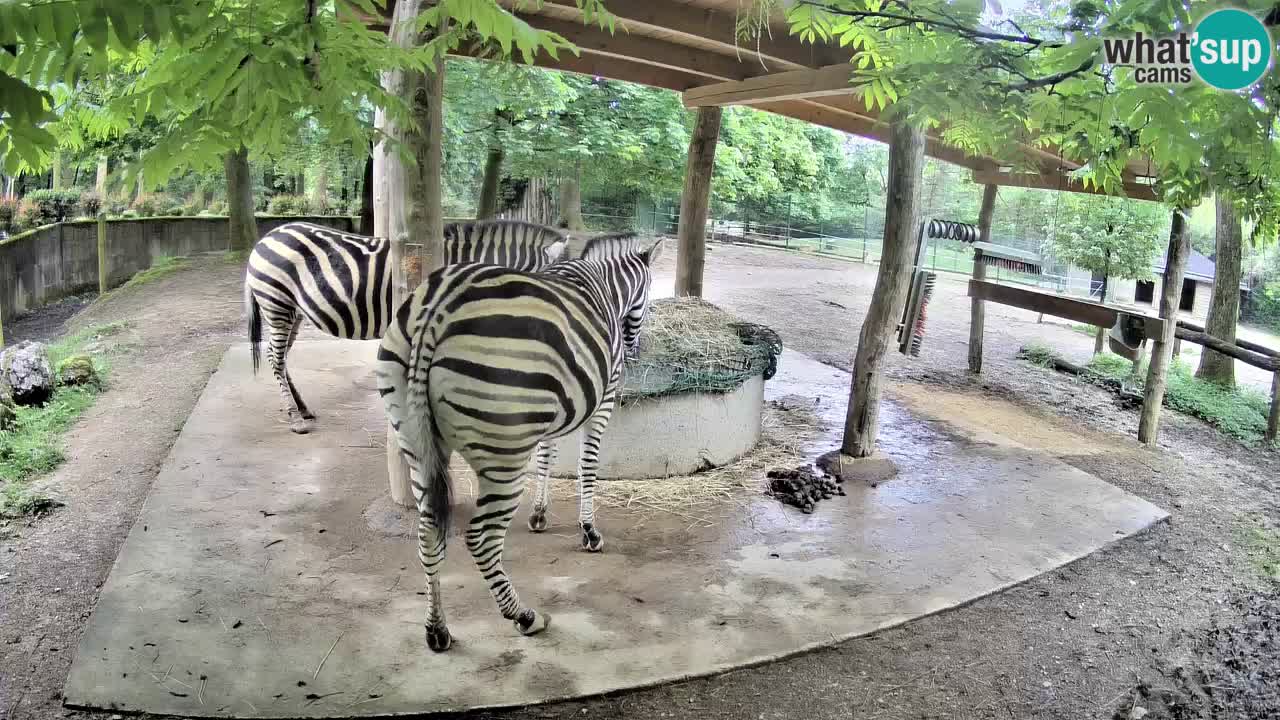 Camera en vivo Cebras in Ljubljana ZOO – Eslovenia