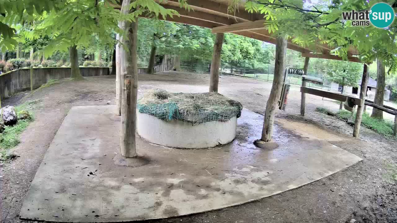 Live webcam Les zèbres in Ljubljana ZOO – Slovénie