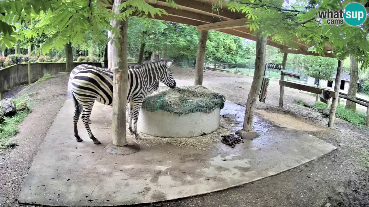 Live webcam Les zèbres in Ljubljana ZOO – Slovénie
