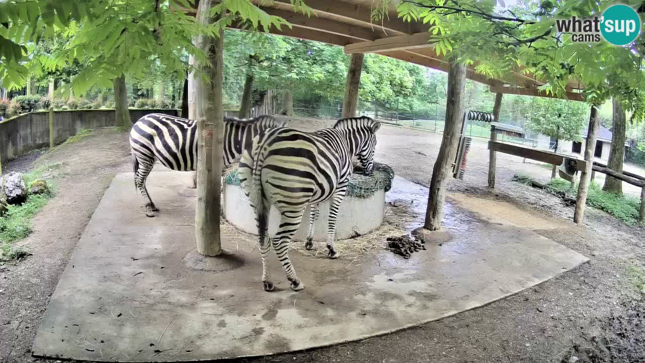 Web kamera uživo Zebras u ZOO Ljubljana – Slovenija