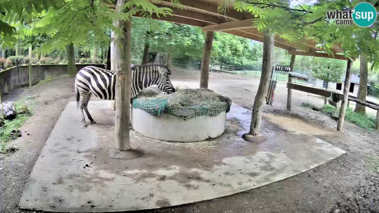 Le Zebre nello ZOO di Ljubljana – Slovenia Live webcam