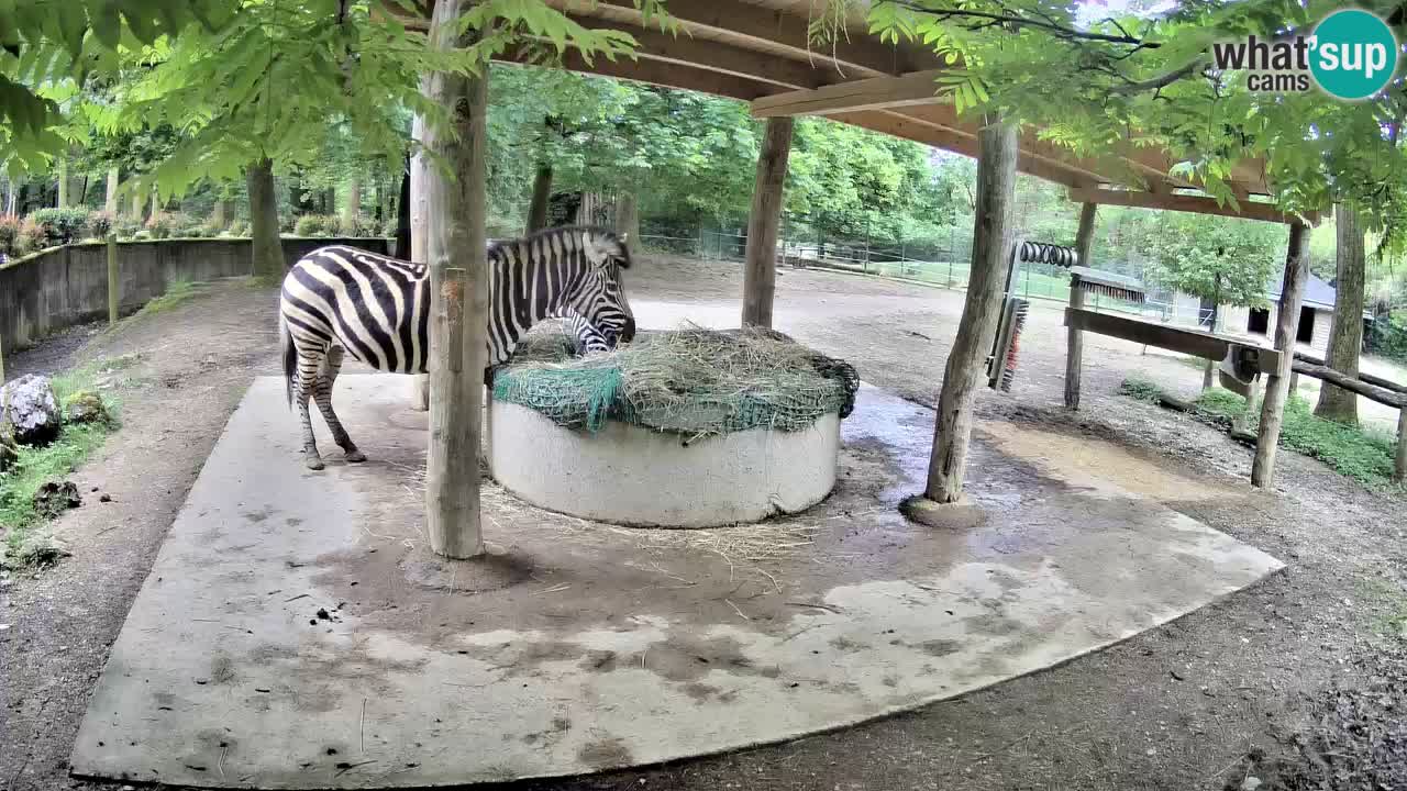 Zebre v živo v živalskem vrtu Ljubljana ZOO spletne kamere