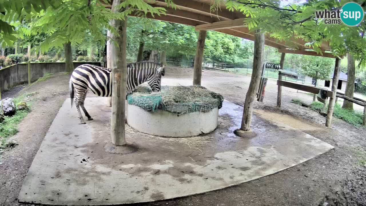 Camera en vivo Cebras in Ljubljana ZOO – Eslovenia