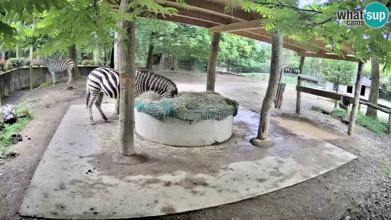 Live Webcam Zebras in Ljubljana ZOO – Slowenien