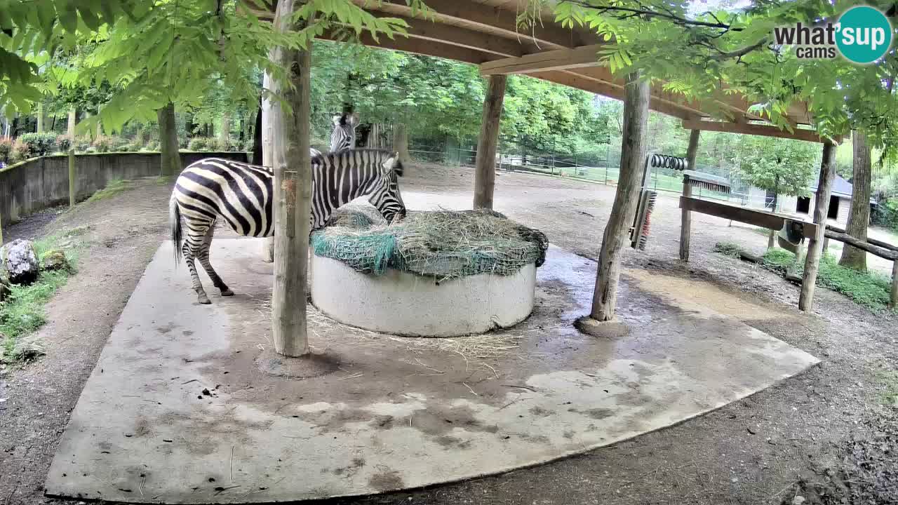 Zebre v živo v živalskem vrtu Ljubljana ZOO spletne kamere