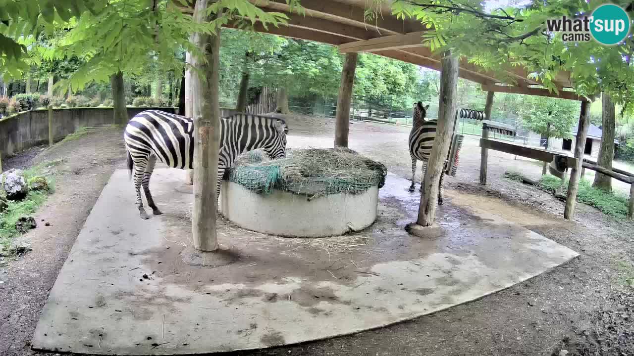 Live webcam Les zèbres in Ljubljana ZOO – Slovénie