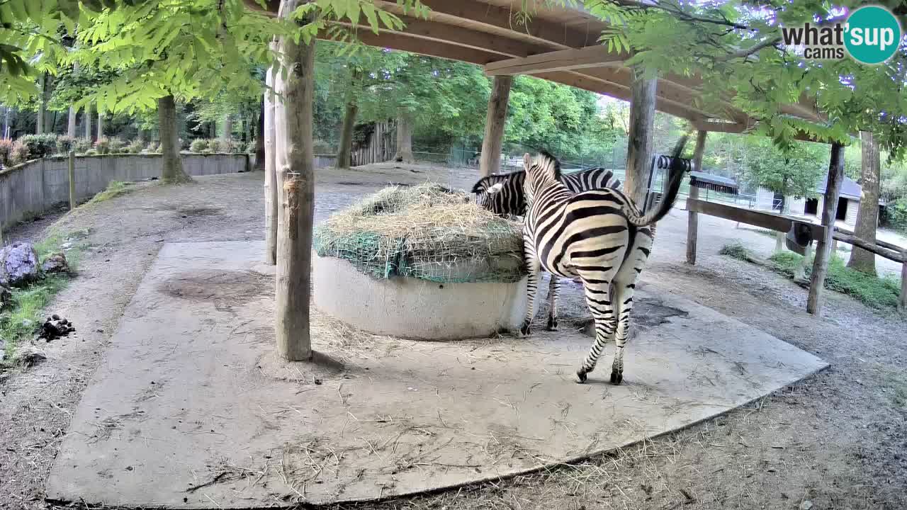 Live webcam Les zèbres in Ljubljana ZOO – Slovénie