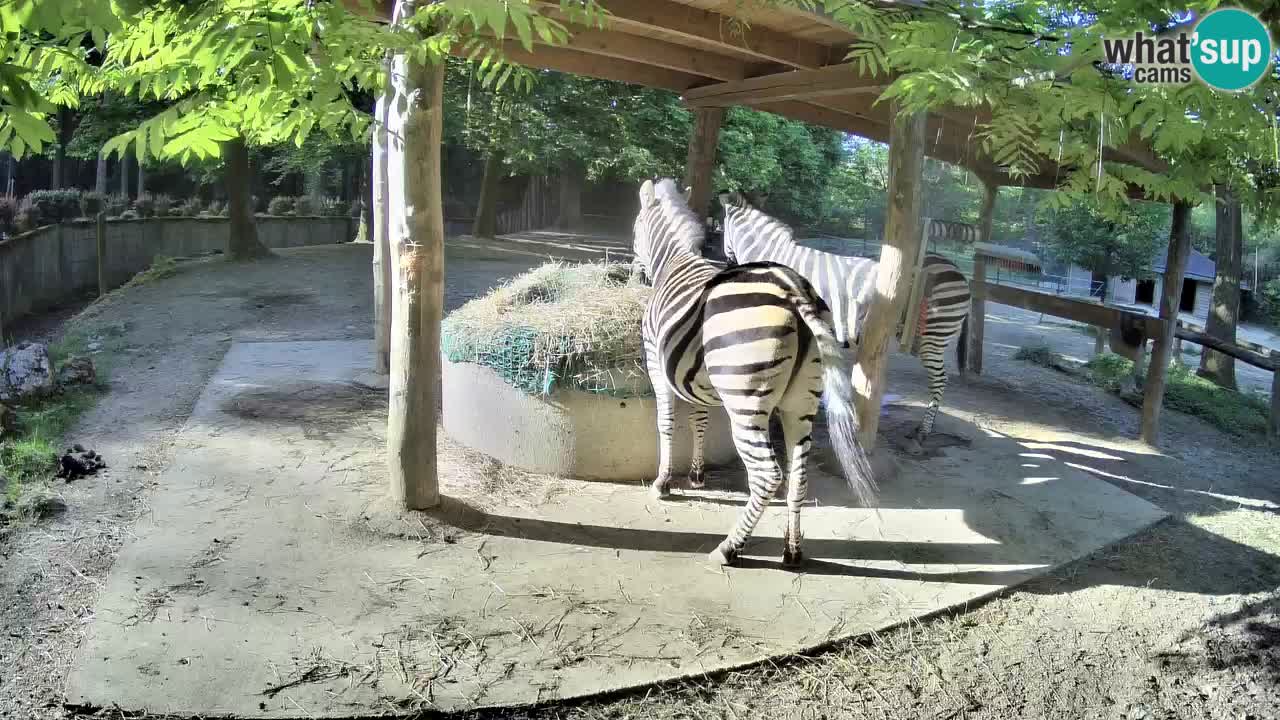Live webcam Les zèbres in Ljubljana ZOO – Slovénie