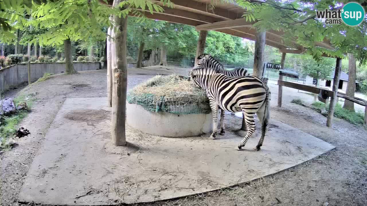 Live webcam Les zèbres in Ljubljana ZOO – Slovénie