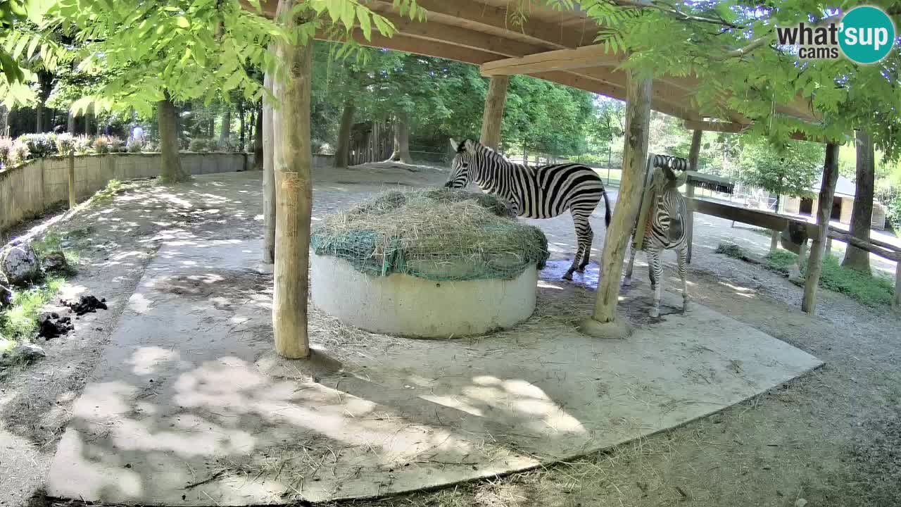Web kamera uživo Zebras u ZOO Ljubljana – Slovenija