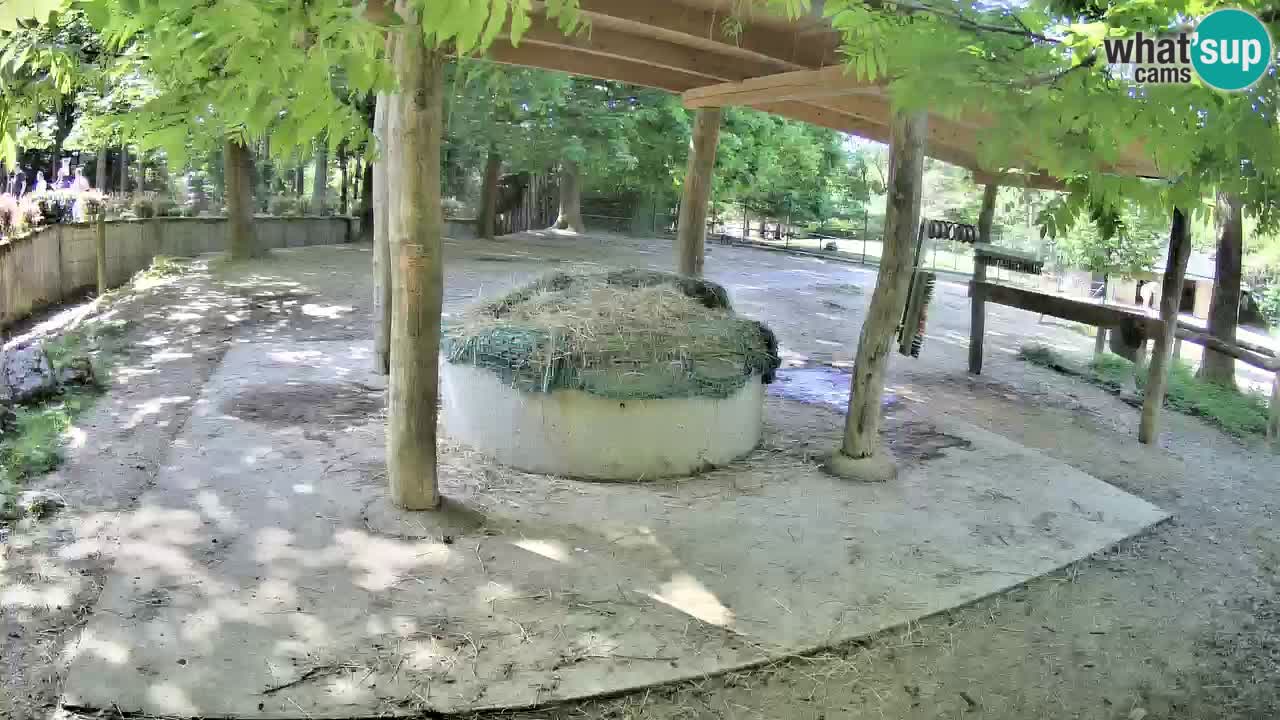 Live webcam Les zèbres in Ljubljana ZOO – Slovénie