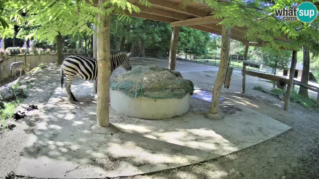Live webcam Les zèbres in Ljubljana ZOO – Slovénie