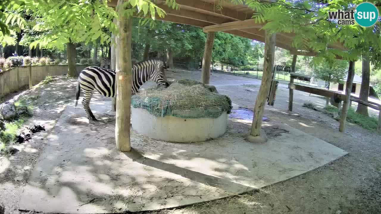 Live Webcam Zebras in Ljubljana ZOO – Slowenien