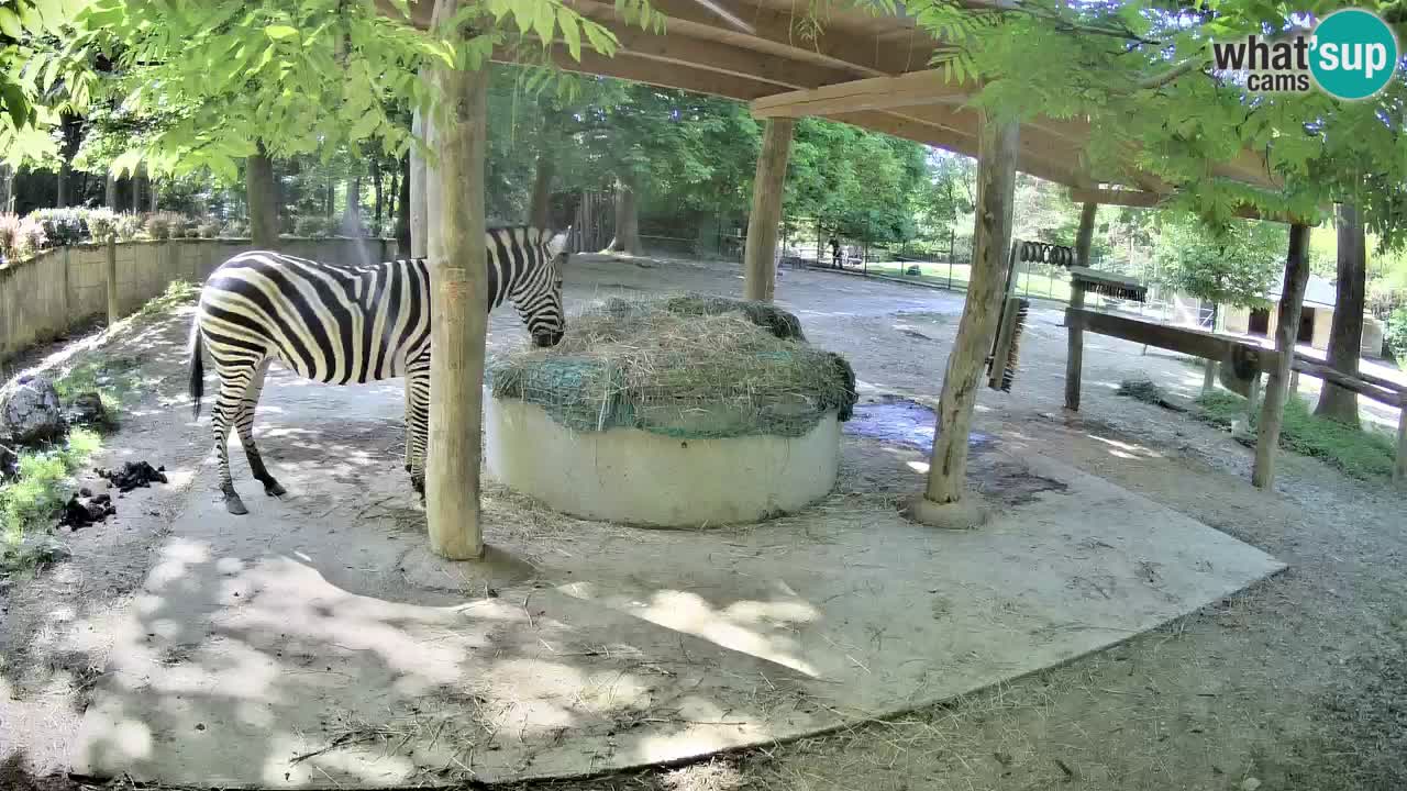 Live webcam Les zèbres in Ljubljana ZOO – Slovénie