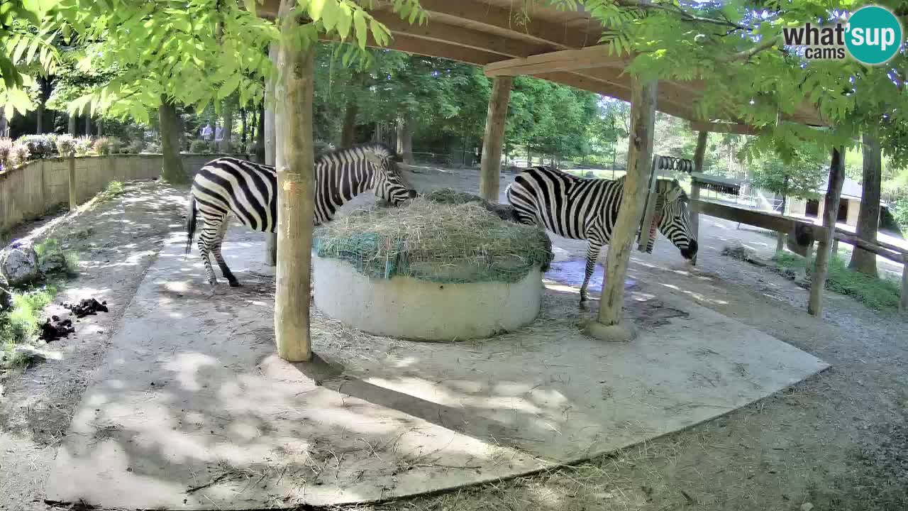 Le Zebre nello ZOO di Ljubljana – Slovenia Live webcam