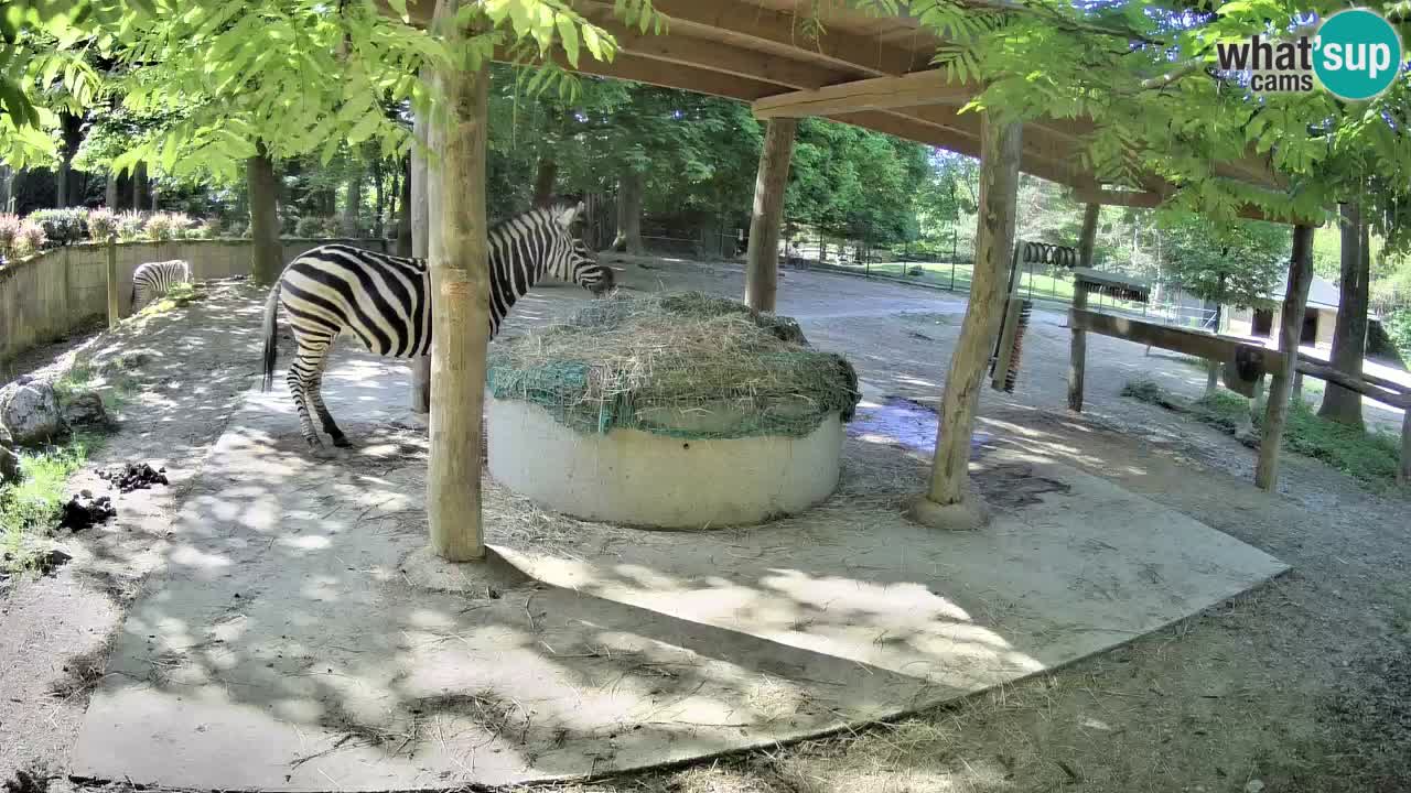 Le Zebre nello ZOO di Ljubljana – Slovenia Live webcam