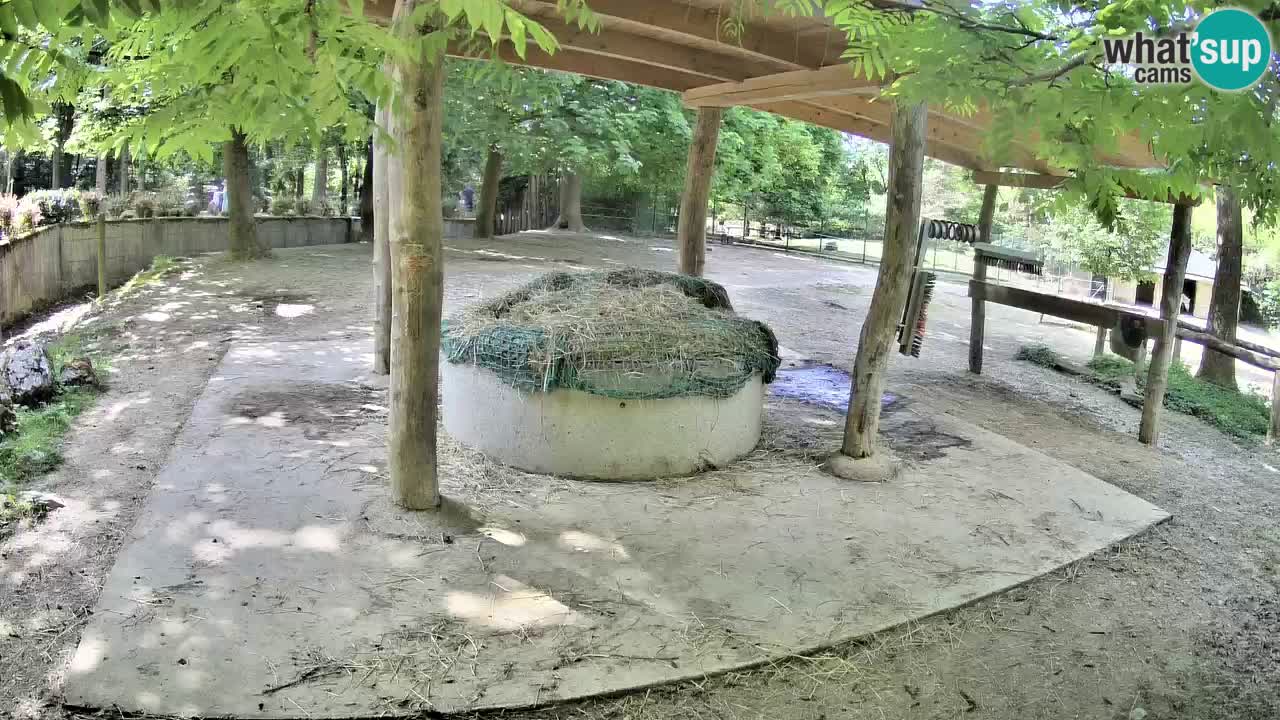 Live webcam Zebras in Ljubljana ZOO – Slovenia