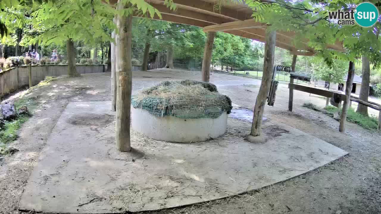 Le Zebre nello ZOO di Ljubljana – Slovenia Live webcam