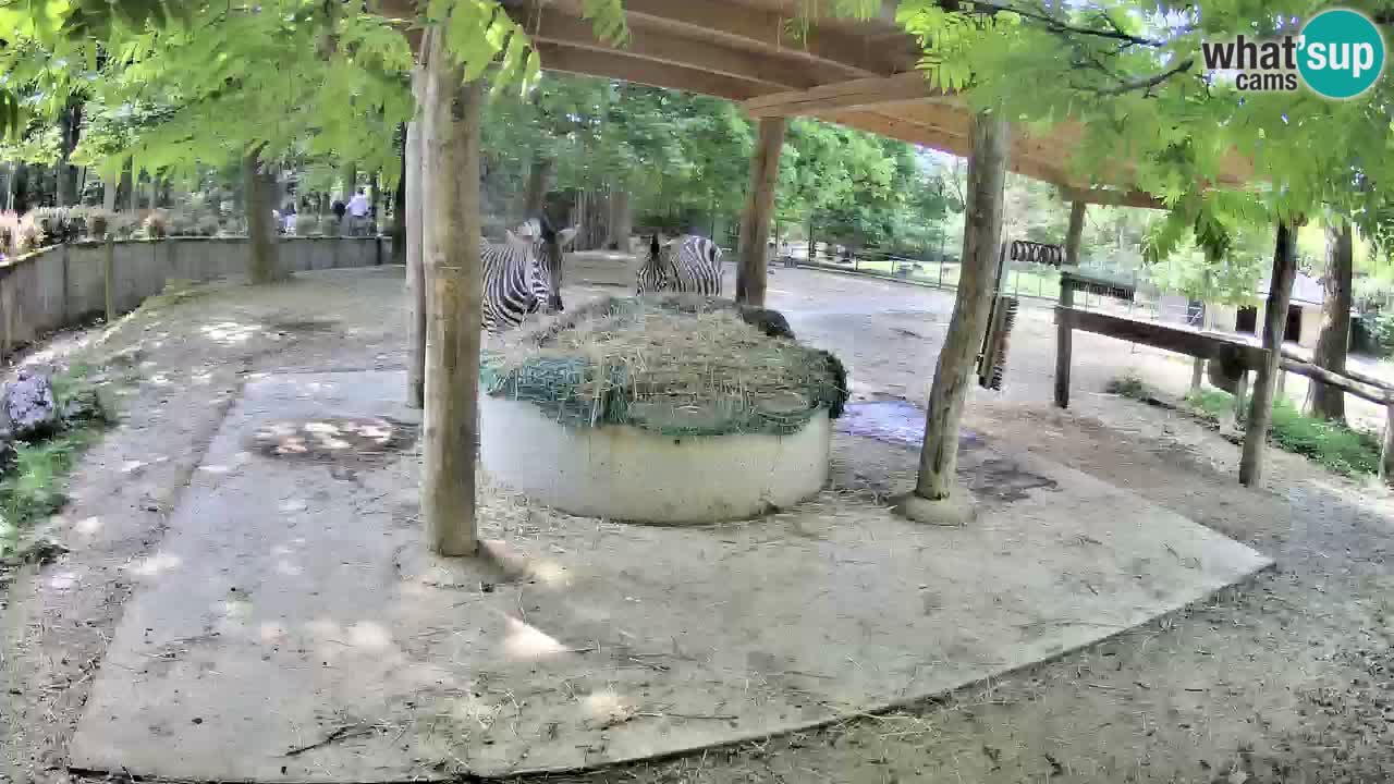 Zebre v živo v živalskem vrtu Ljubljana ZOO spletne kamere