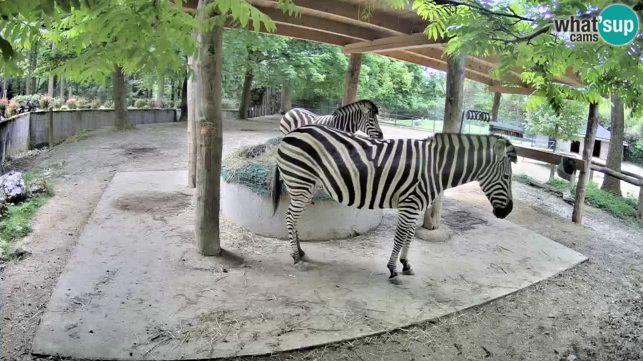 Camera en vivo Cebras in Ljubljana ZOO – Eslovenia