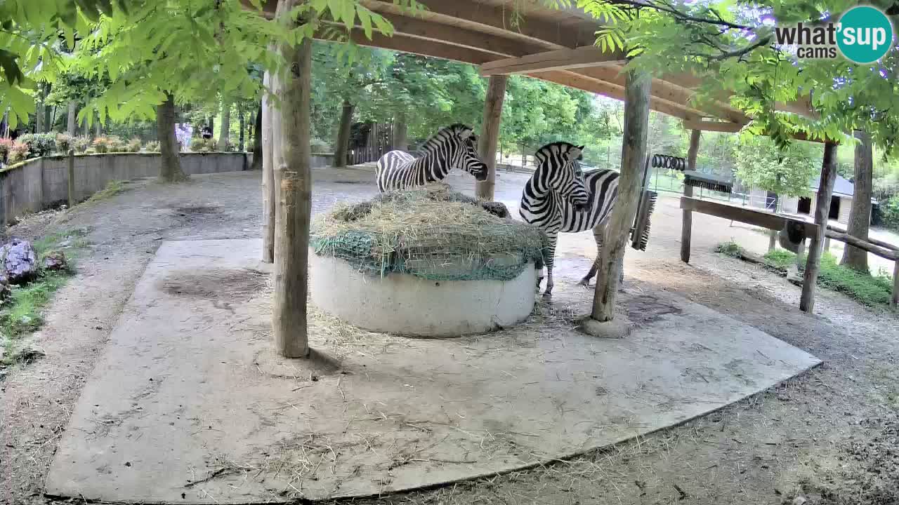 Web kamera uživo Zebras u ZOO Ljubljana – Slovenija