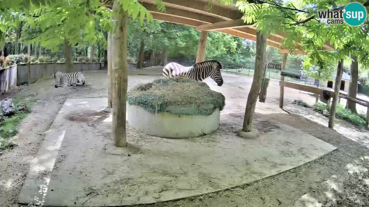 Live Webcam Zebras in Ljubljana ZOO – Slowenien