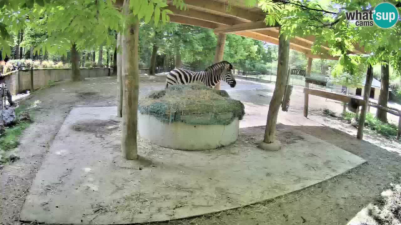 Le Zebre nello ZOO di Ljubljana – Slovenia Live webcam