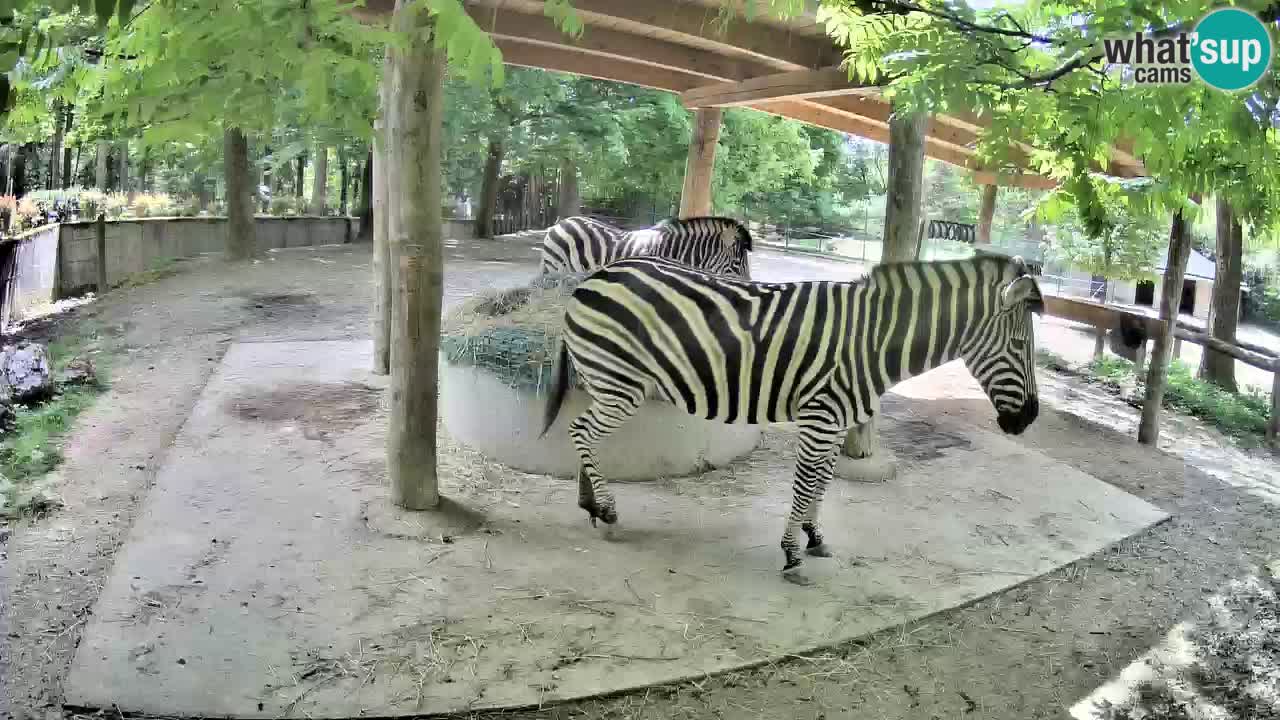 Camera en vivo Cebras in Ljubljana ZOO – Eslovenia